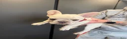 French Bulldog dogs for sale: French bulldog puppies in Dumfries - Advert 5