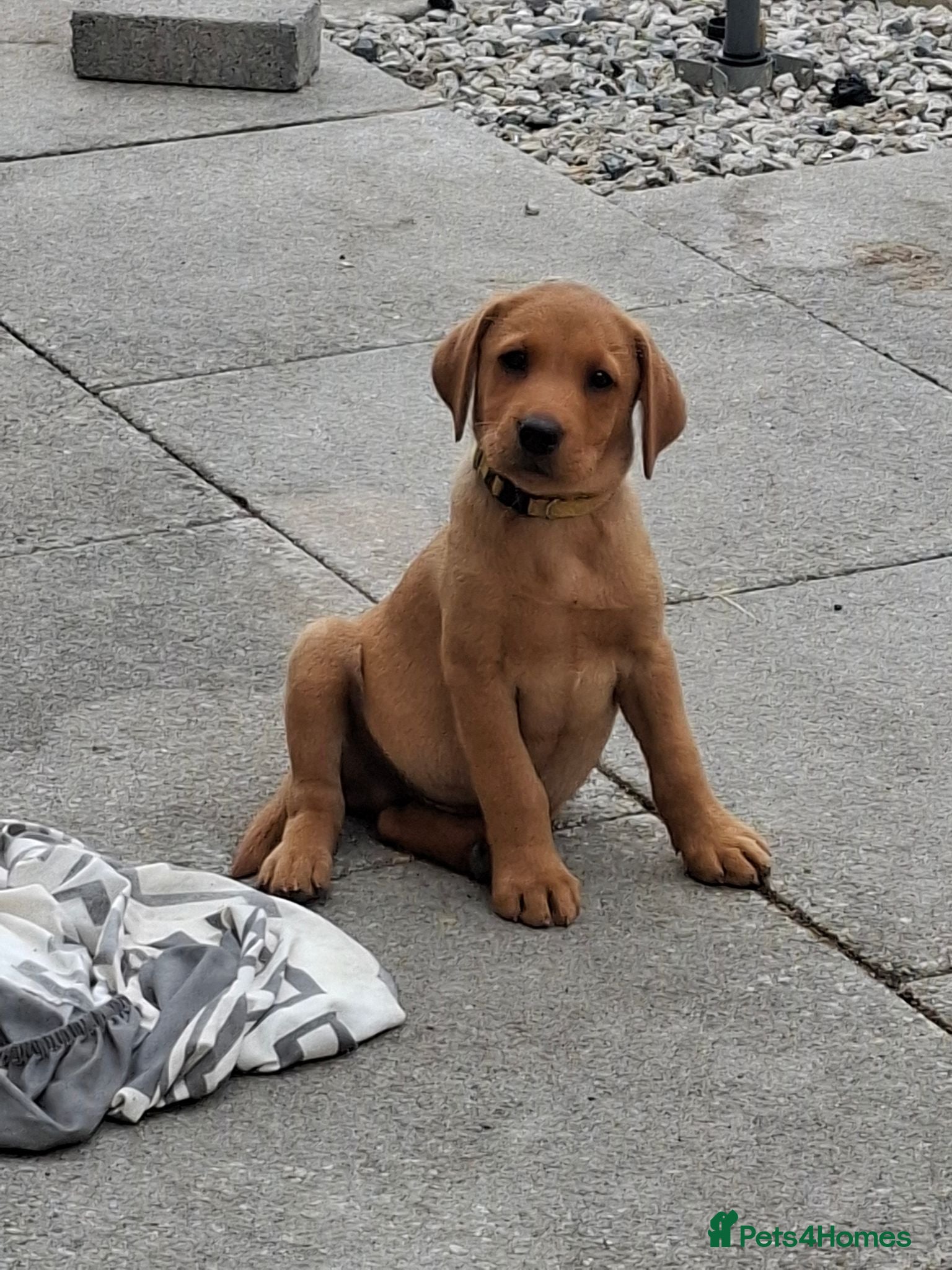 Labrador Retriever dogs KC Reg Labrador Pups Ready Now  - Advert 4