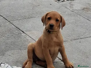 Labrador Retriever dogs KC Reg Labrador Pups Ready Now - Advert 4