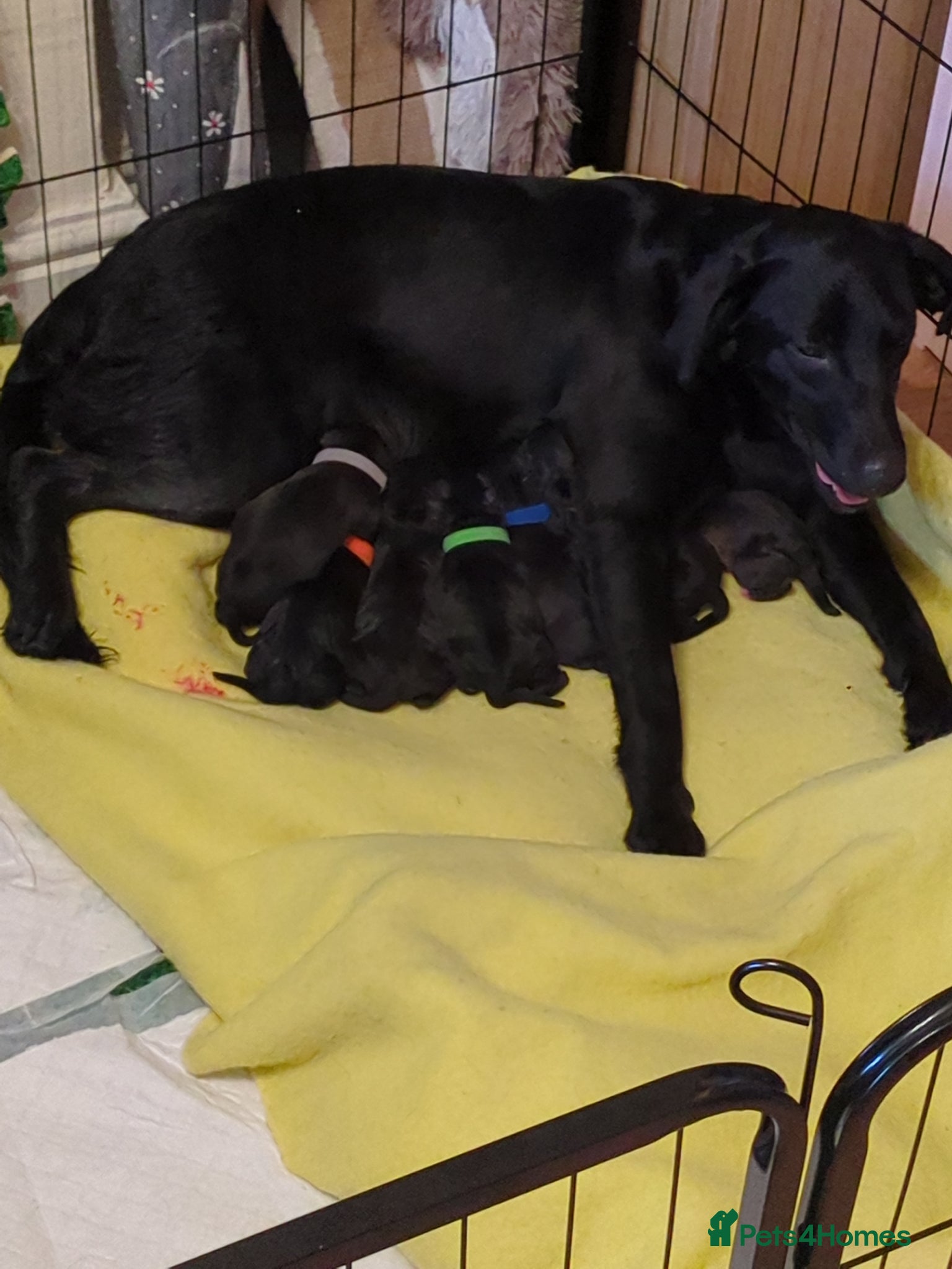 Mixed Breed dogs 7 beautiful Staffador puppies  - Advert 1