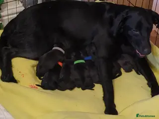 Mixed Breed dogs 7 beautiful Staffador puppies - Advert 3