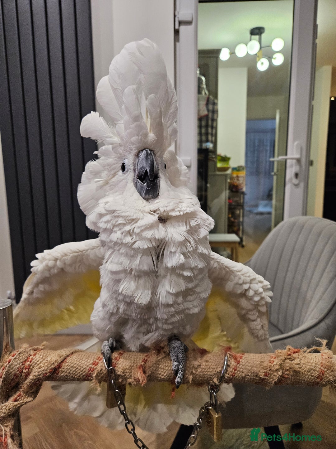 Cockatoo birds for sale: Umbrella Cockatoo - Image 2