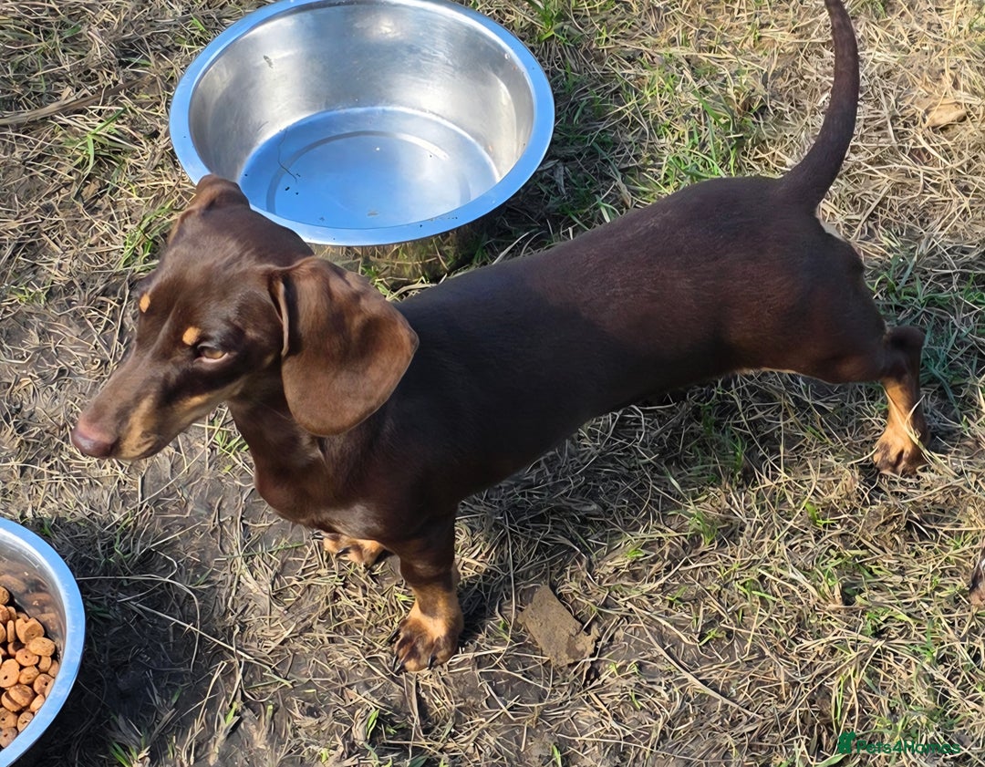 Miniature Dachshund dogs for sale: Fully vaccinated Stunning KCReg Mini Dax last girl in Leeds - Image 9