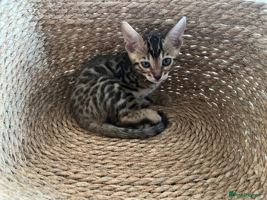 Bengal cats for sale: Beautiful Bengal kitten - Image 3