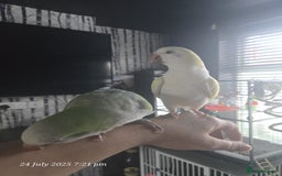 Parrots birds for sale: Proven bonded pair of hand tame quakcer parrots  - Image 2