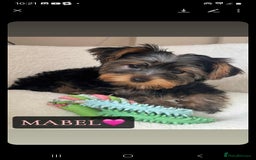 Yorkshire Terrier dogs for sale: Yorkshire Terrier Puppies - Image 5
