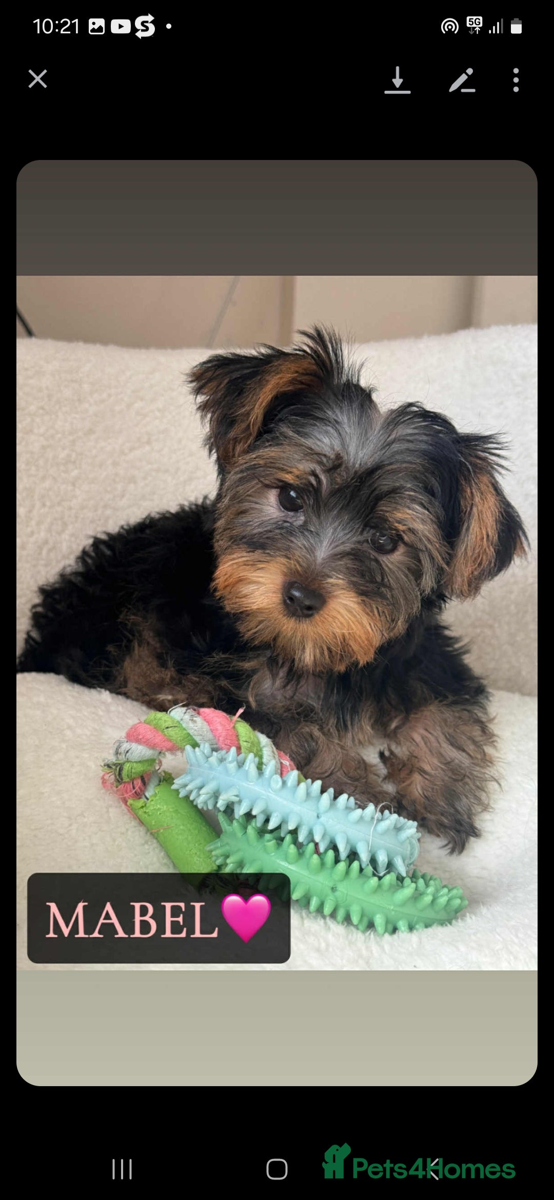 Yorkshire Terrier dogs for sale: Yorkshire Terrier Puppies - Image 5