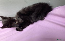 British Shorthair cats for sale: Beautiful kittens looking for new home  - Image 27
