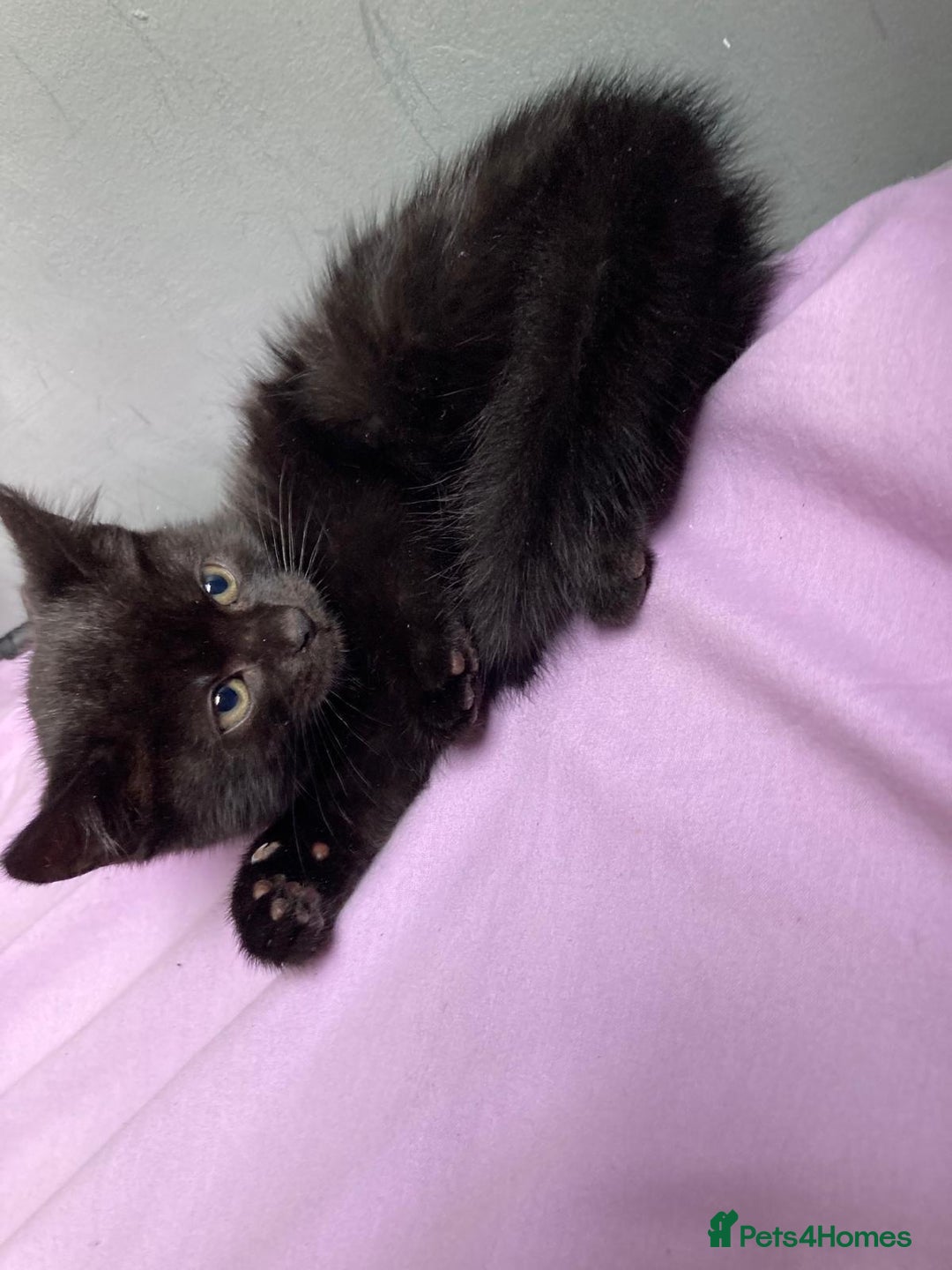 British Shorthair cats for sale: Beautiful kittens looking for new home  - Image 27