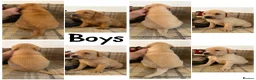 Labrador Retriever dogs for sale: *READY NOW* Stunning KC girls, tested&many FTCH/Ws - Advert 13