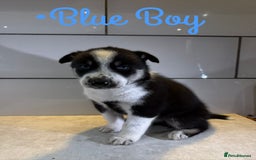 Siberian Husky dogs for sale: Husky Puppies 🩵🩷 - Image 6