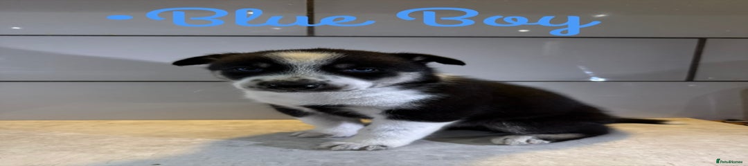 Blue Boy 