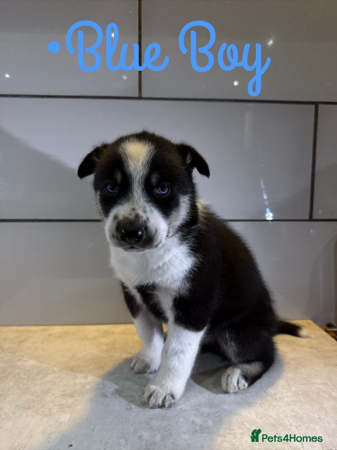 Siberian Husky dogs for sale: Husky Puppies 🩵🩷 - Image 6