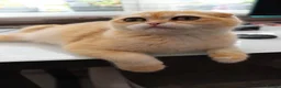Scottish Fold cats for sale: Champion BL Stunning Scottish kittens  - Advert 10