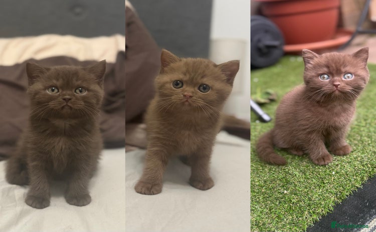 British Shorthair cats - Advert 4