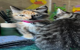 Bengal cats for sale: 2Beautiful kittens Left - Image 12