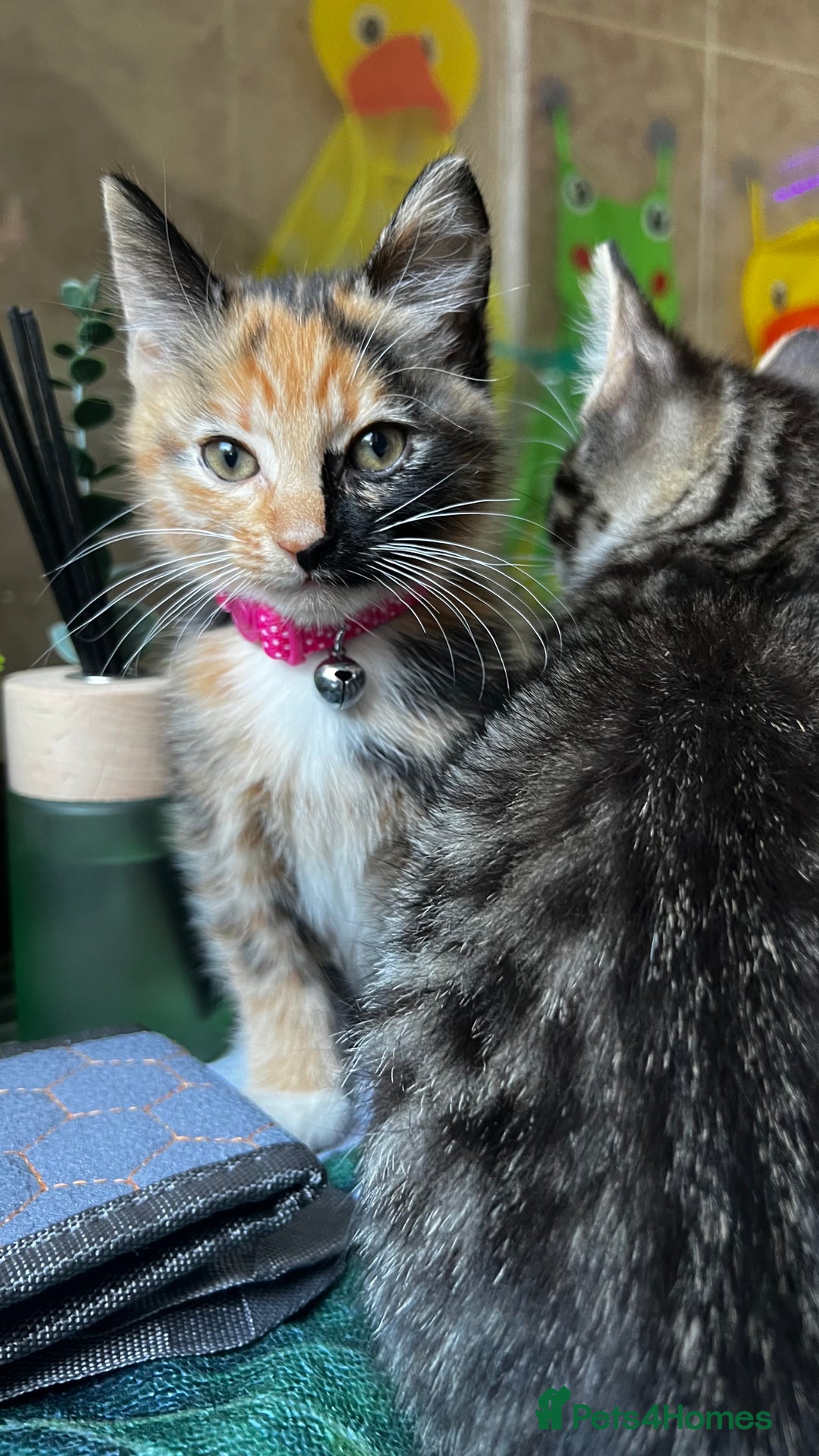 Bengal cats for sale: 2Beautiful kittens Left - Image 12