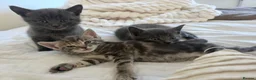 Mixed Breed cats for sale: Beautiful kittens  - Advert 29