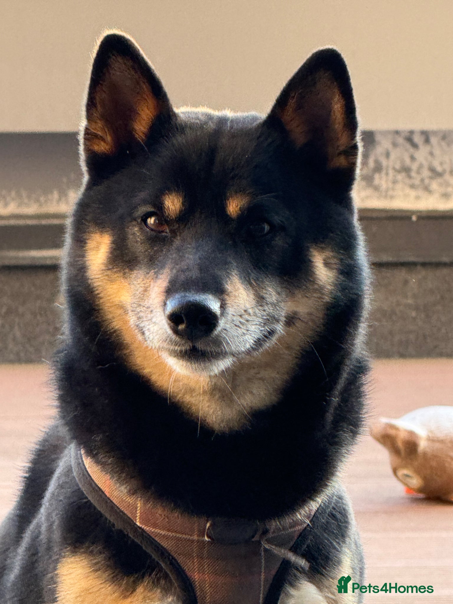 Japanese Shiba Inu dogs Happy and Healthy Shiba Male Stud available - Advert 11