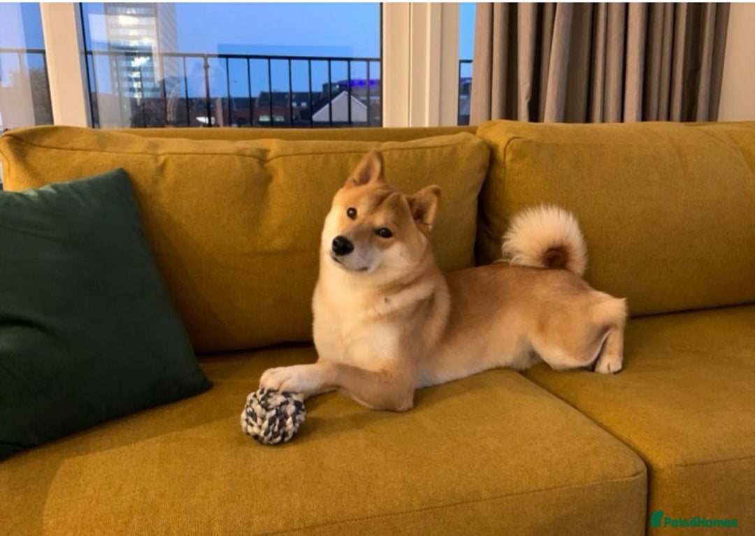 Japanese Shiba Inu dogs for sale: Beautiful KC Reg Japanese Shiba Inu Puppies - Image 4