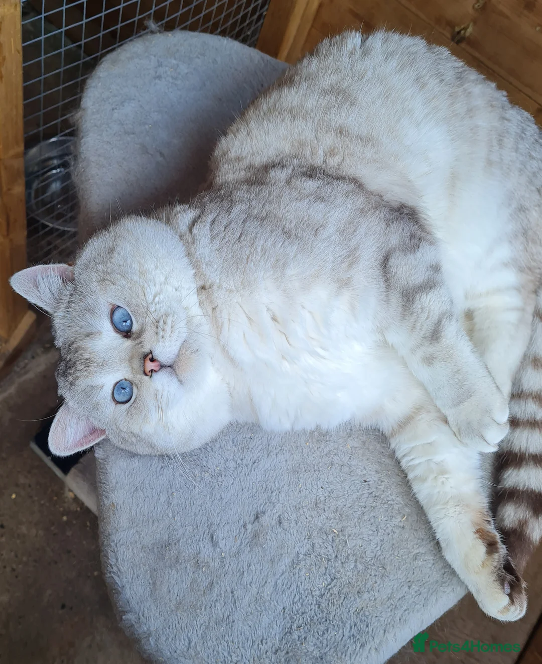 British Shorthair cats for stud: Stunning GCCF British shorthaired Male for Stud. - Advert 2