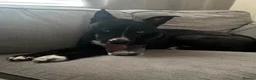 Mixed Breed dogs for sale: Mixed Husky/Staffy -Skye- - Advert 3