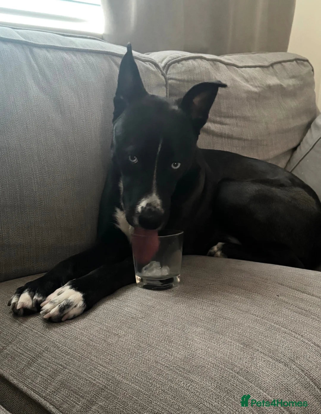 Mixed Breed dogs for sale: Mixed Husky/Staffy -Skye- - Advert 3