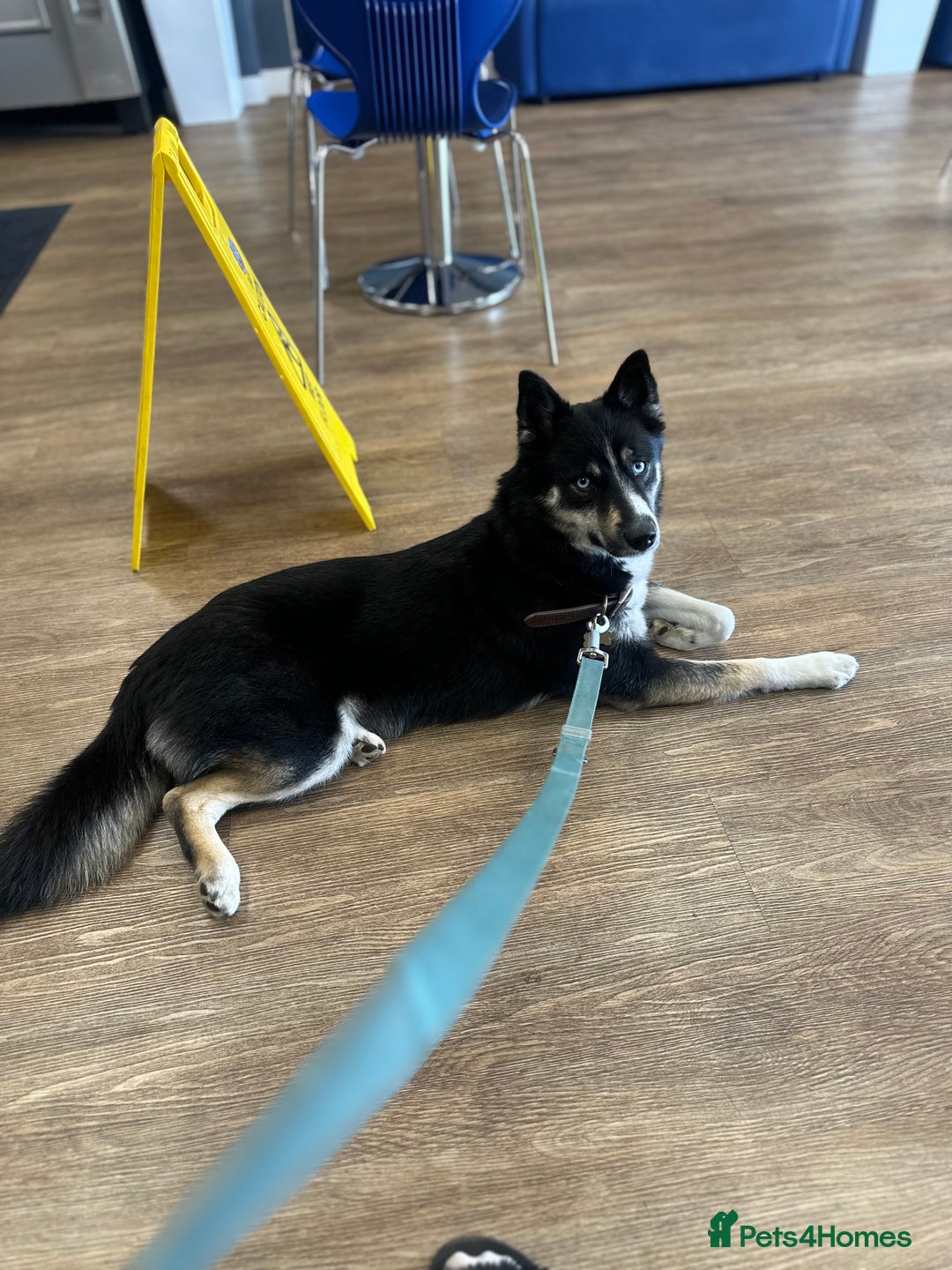 Pomsky dogs for sale: Nala the Pomsky🖤 - Image 3