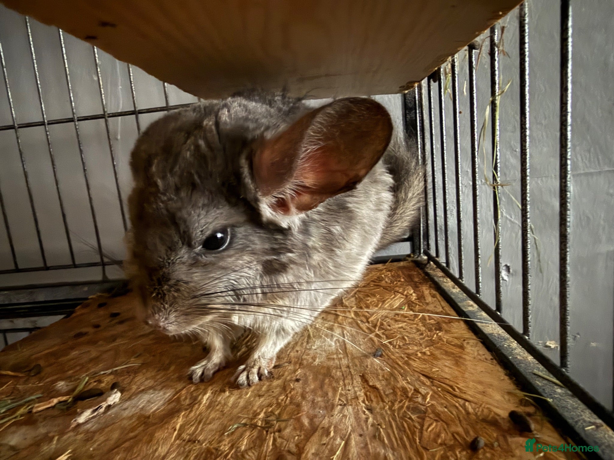 Chinchilla rodents Female Chinchilla for sale - Advert 1