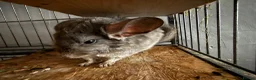 Chinchilla rodents for sale: Female Chinchilla for sale in Stockport - Advert 1