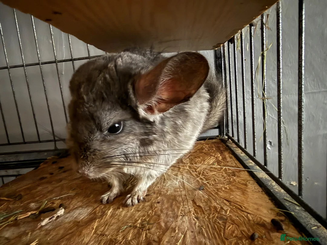Chinchilla rodents for sale: Female Chinchilla for sale in Stockport - Advert 1