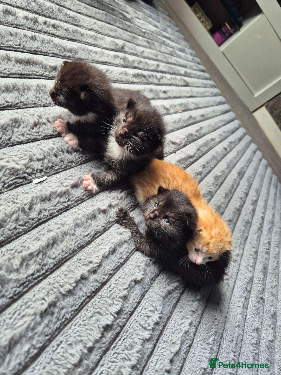 British Shorthair cats for sale: Adorable kittens for sale - Image 1