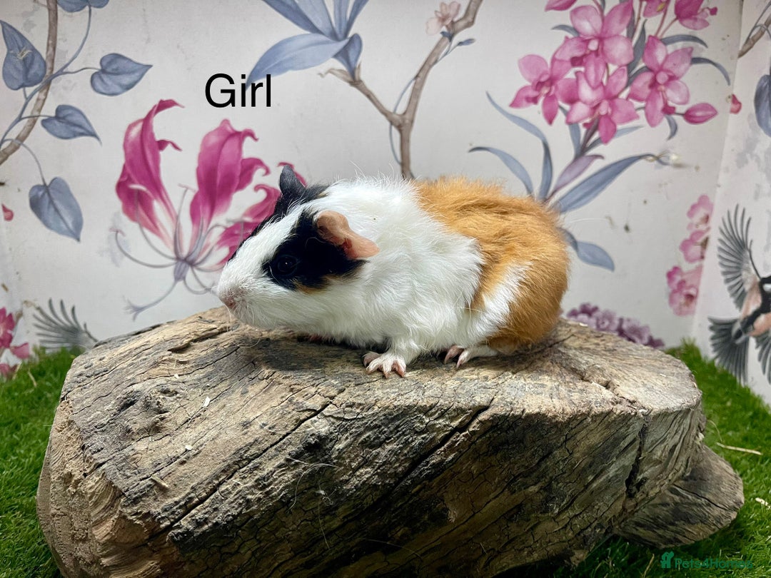 Guinea Pig rodents for sale: Female and male guinea pigs  - Advert 6