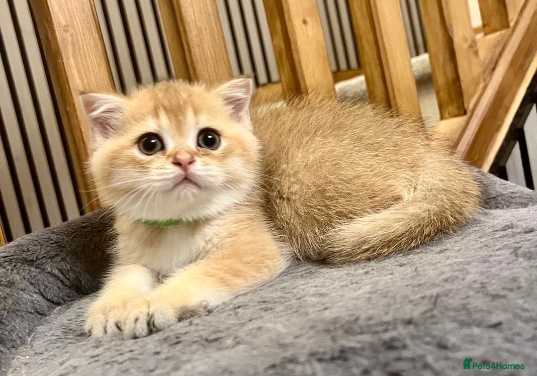 British Shorthair cats for sale: Fully pedigree kittens - Advert 4