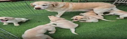 Labrador Retriever dogs for sale: Labrador puppies in South Ockendon - Advert 1