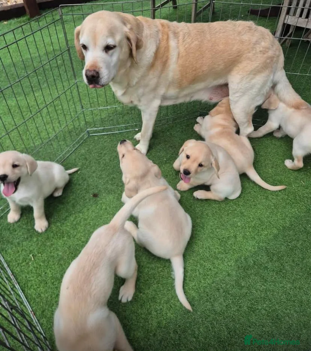 Labrador Retriever dogs for sale: Labrador puppies in South Ockendon - Advert 1