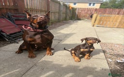 Dobermann dogs for sale: Doberman for sale  - Image 6
