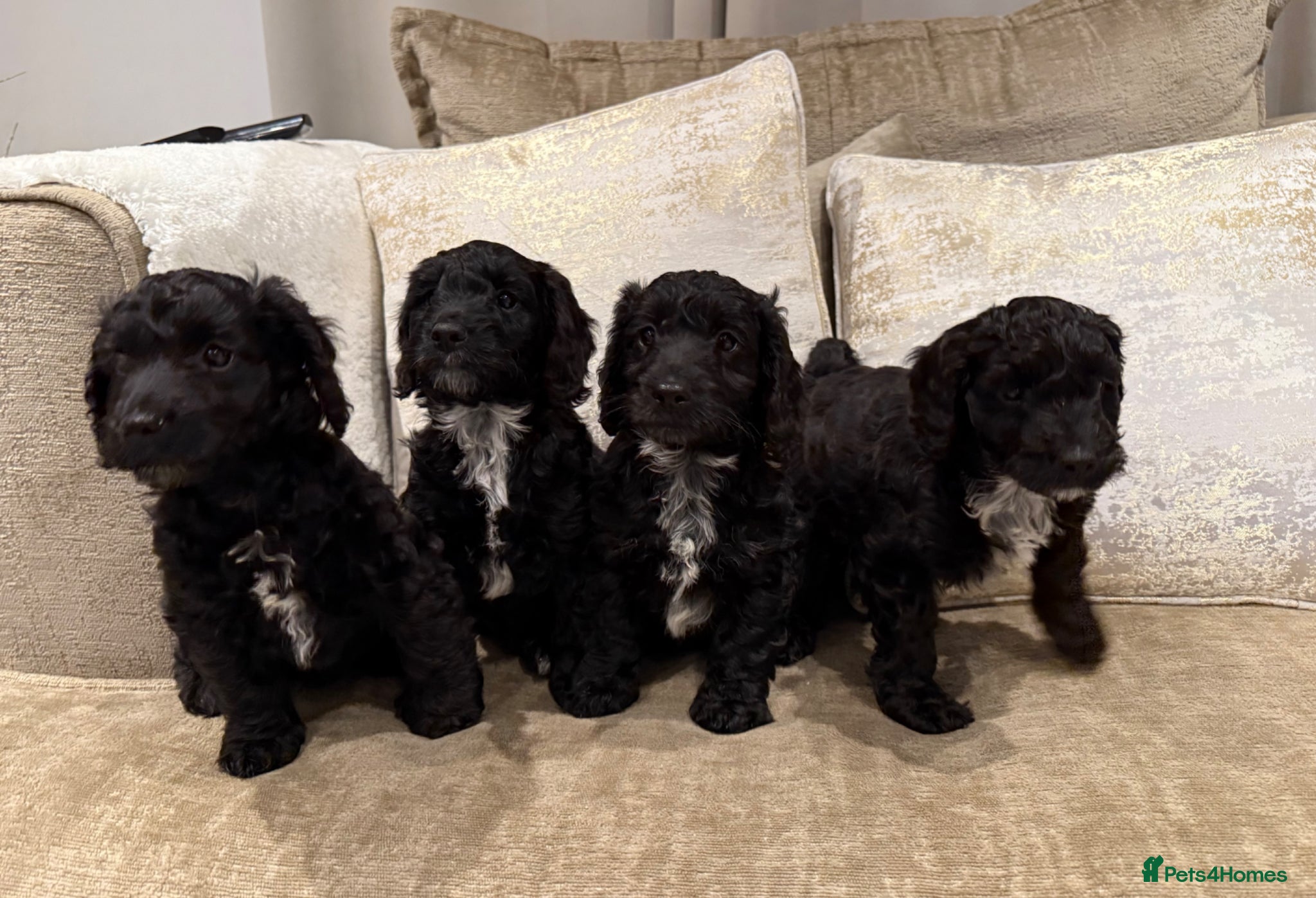 Cockapoo dogs F1 Cockapoo puppies  - Advert 4