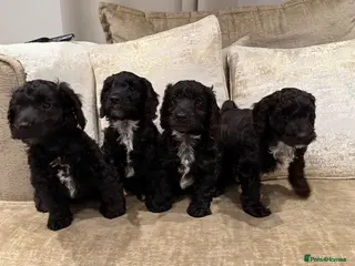 Cockapoo dogs F1 Cockapoo puppies - Advert 4