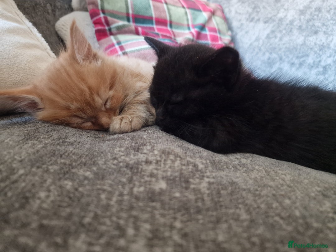 Mixed Breed cats for sale: 1 beautiful male kitten last of the litter  - Image 8