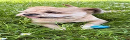 Lhasa Apso dogs for stud: Walter gorgeous Lhasa apso for stud  - Advert 2