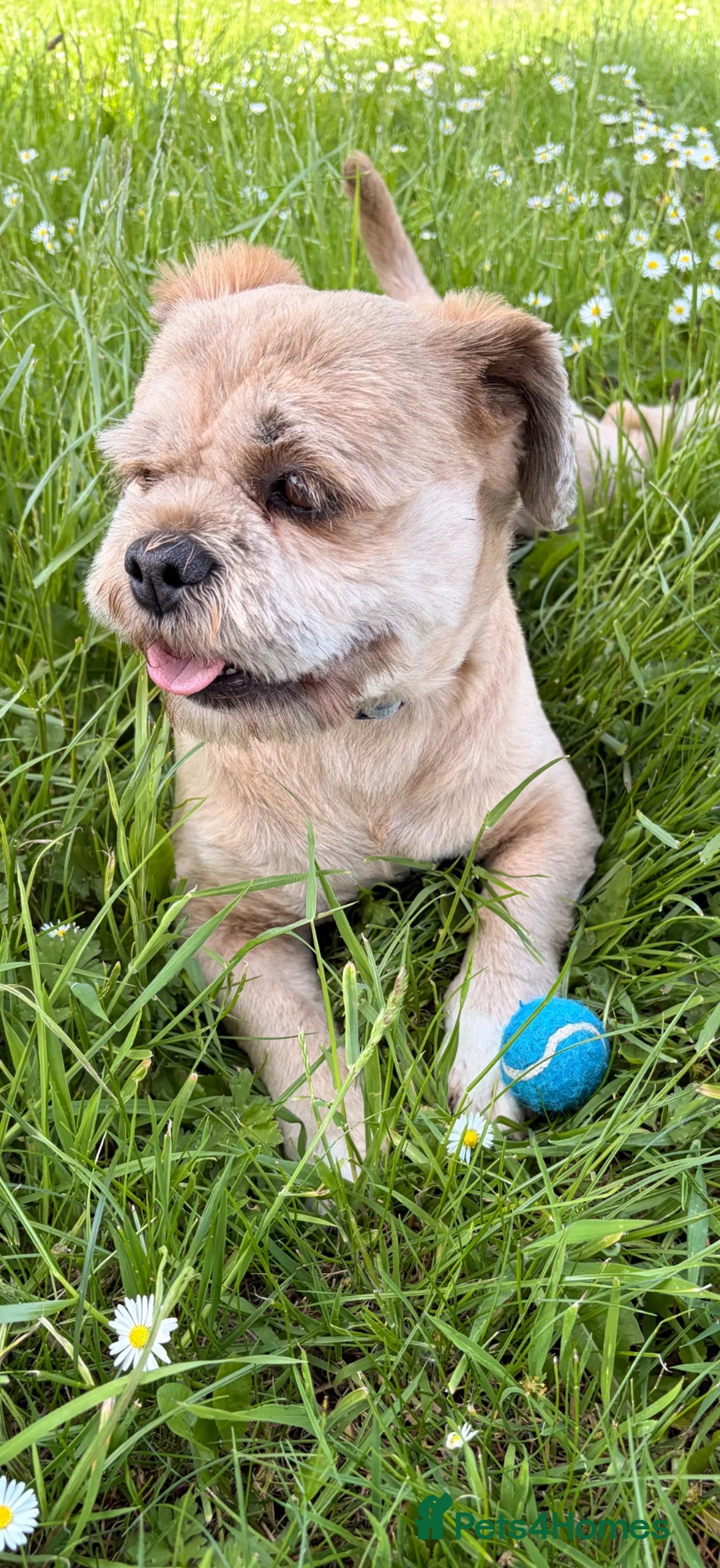 Lhasa Apso dogs for stud: Walter gorgeous Lhasa apso for stud  - Advert 2