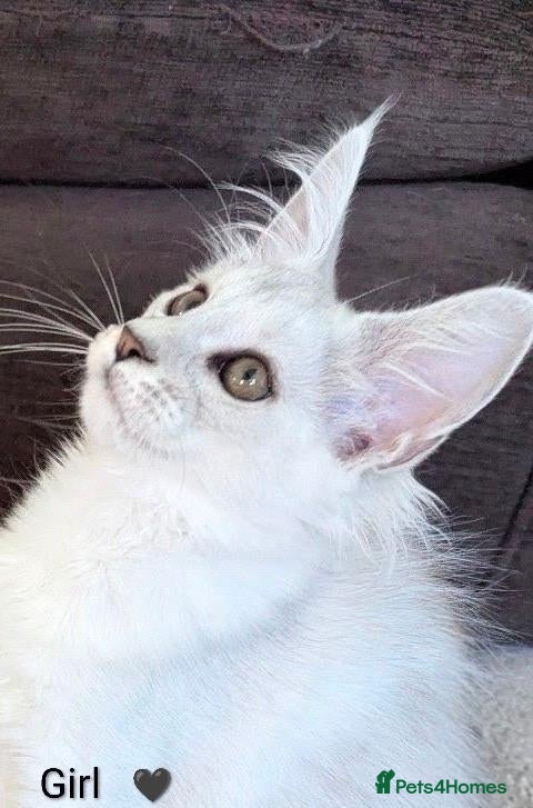 Maine Coon cats Ticked & Shaded Maine Coon Kittens  - Advert 1