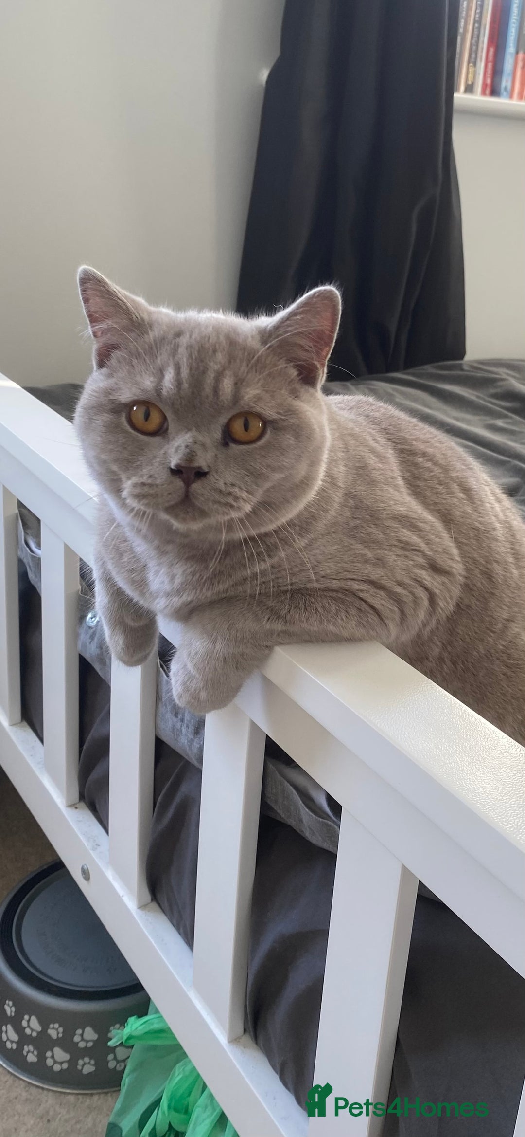British Shorthair cats for sale: Beautiful Chunkey Kittens Ready for Forever Homes - Advert 3