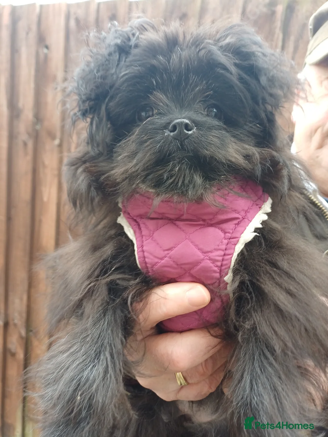 Maltipom dogs for sale: Female maltipom  - Advert 1