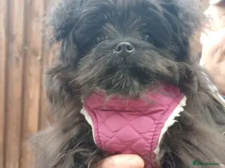 Maltipom dogs Female maltipom - Advert 1