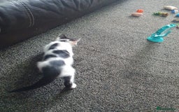 British Shorthair cats for sale: Here I have 4 beautiful kittens  - Image 9