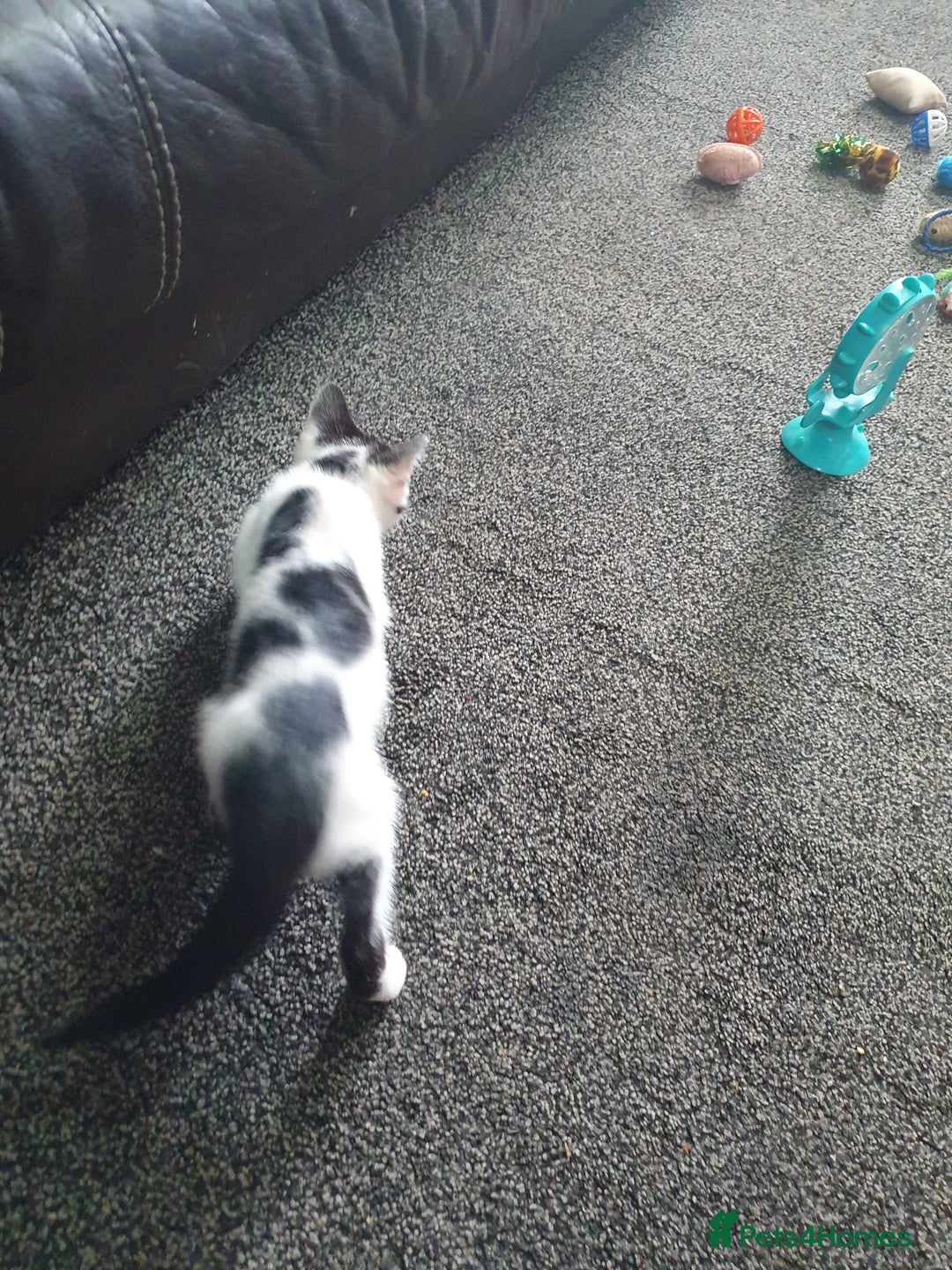 British Shorthair cats for sale: Here I have 4 beautiful kittens  - Image 9