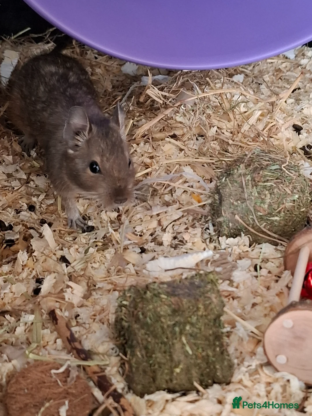 Degus rodents for sale: Female Degus For Sale - Advert 2