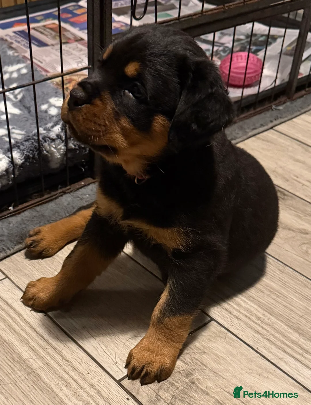 Rottweiler dogs for stud: KC ROTTWEILER FOR STUD  - Advert 6